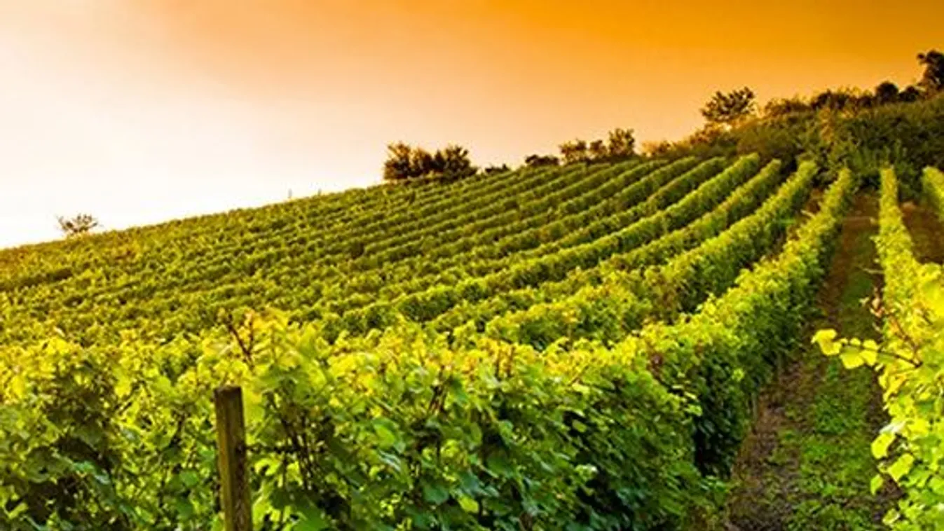 Ez a hír megrázza a szőlősgazdákat