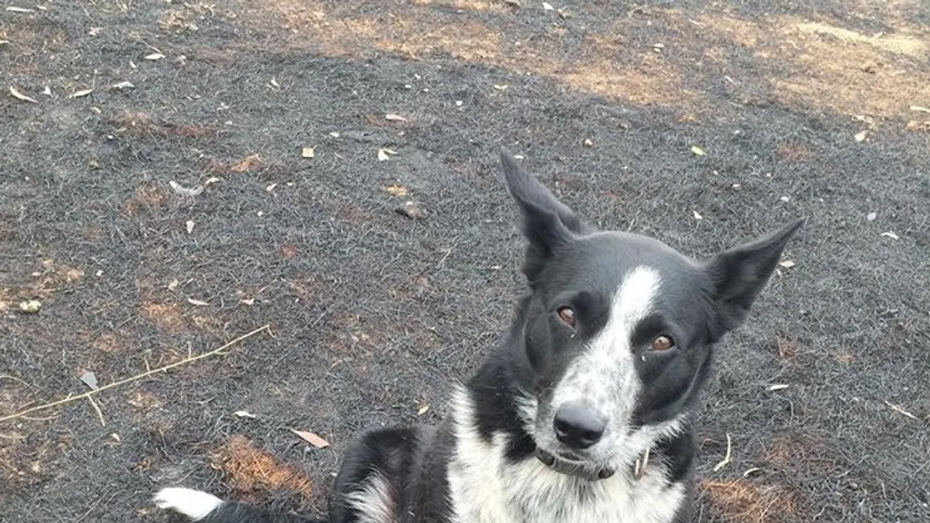 Egy hős kutya több száz állatot mentett meg az ausztrál tűzvésztől