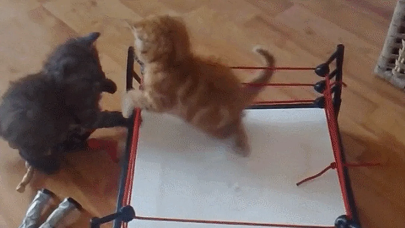 Igazi cicaharc: Összeugrott a motoros és a rendőrnő