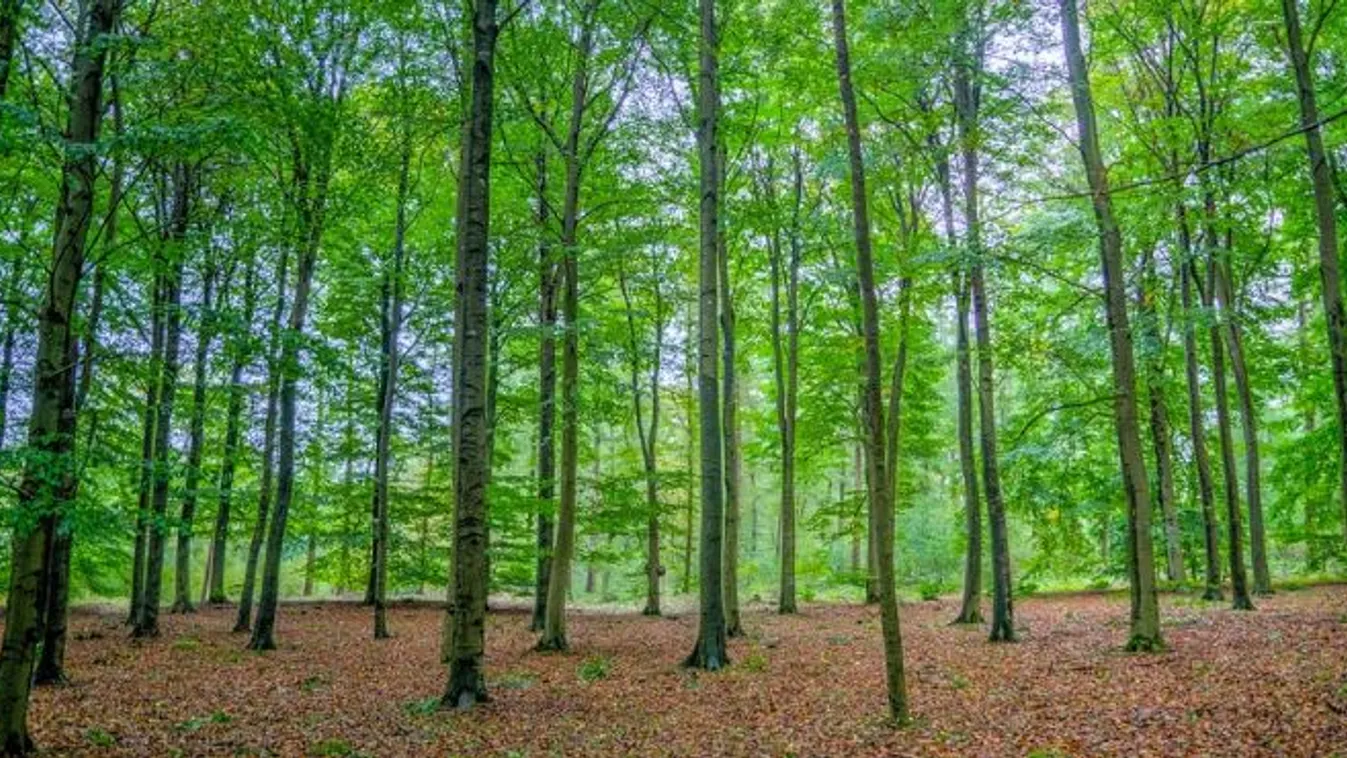 Újabb lendületet vesz az erdőtelepítés