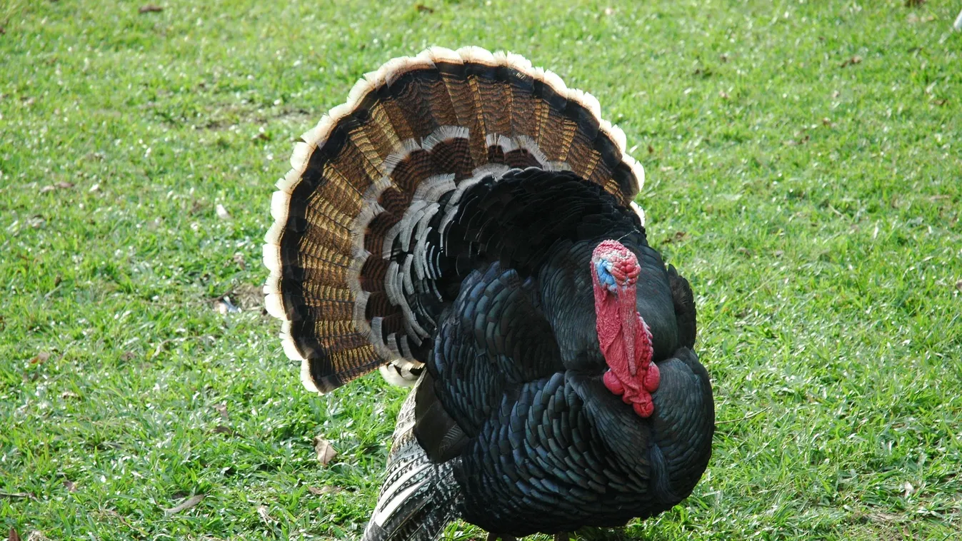 Figyelmeztet a hatóság: madárinfluenza Komárom-Esztergom megyében