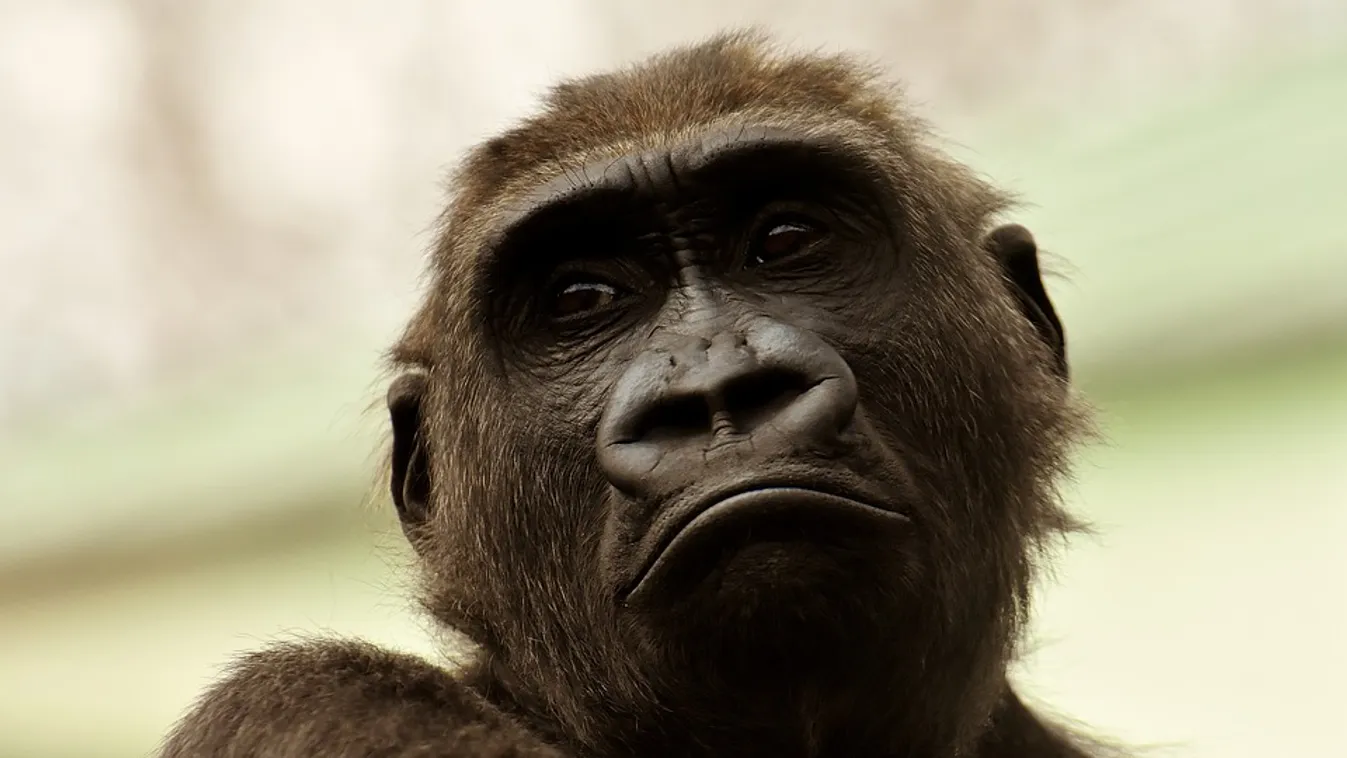 Pokoli kínok közt pusztult az összes majom egy német állatkertben