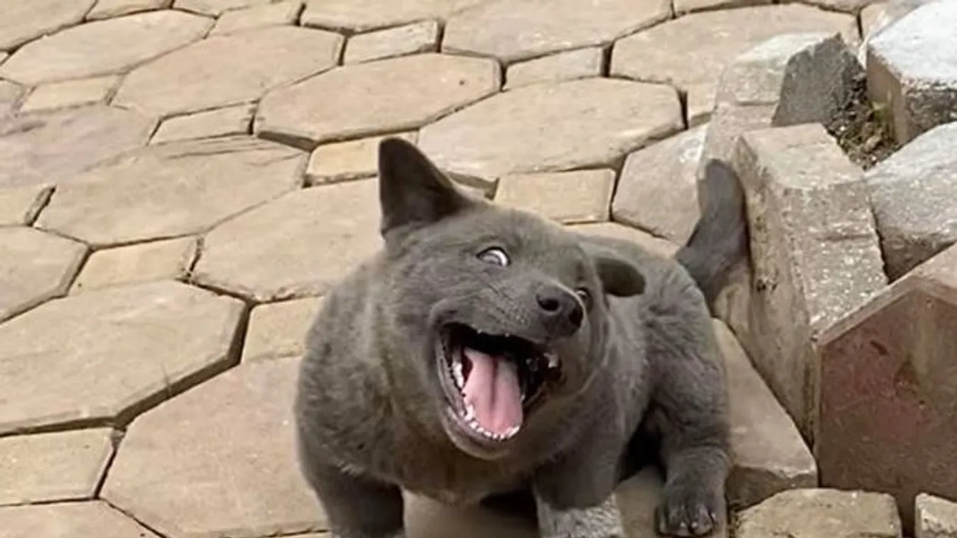 Most akkor ez kutya? Ez a vicces fejeket vágó kölyök az internet új sztárja