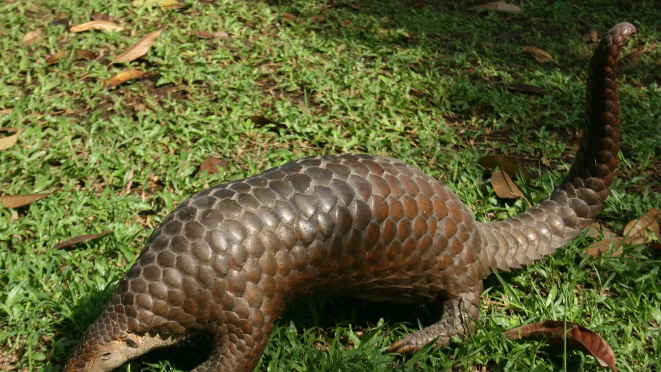 Mégsem a tobzoskák a koronavírus köztes hordozói?