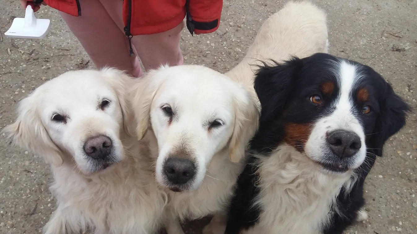 Hihetetlen, mi mindenre képesek a terápiás kutyák