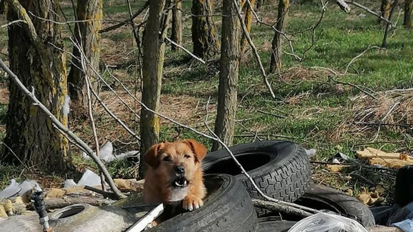Az élő kutyát is kidobták a szeméttel együtt - megrázó fotók