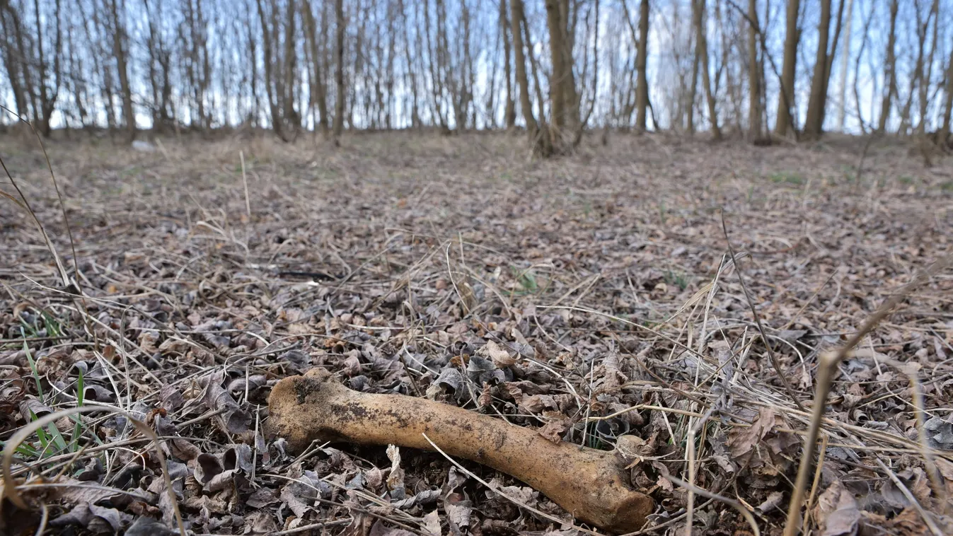 Levadászták és agyonverték a kutyákat: a hajdúsámsoni horrorerdőben jártunk