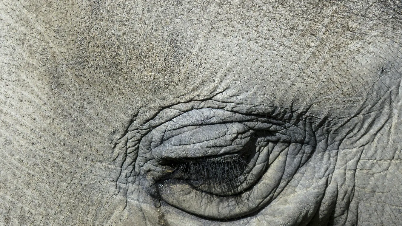 Különleges elefántot mentettek vadorzóktól, ilyet még nem láttál