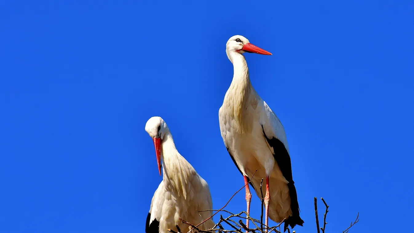Elképesztő, még a gólyafészket is leszedetné egy somogyi falu, annyira félnek a koronavírustól