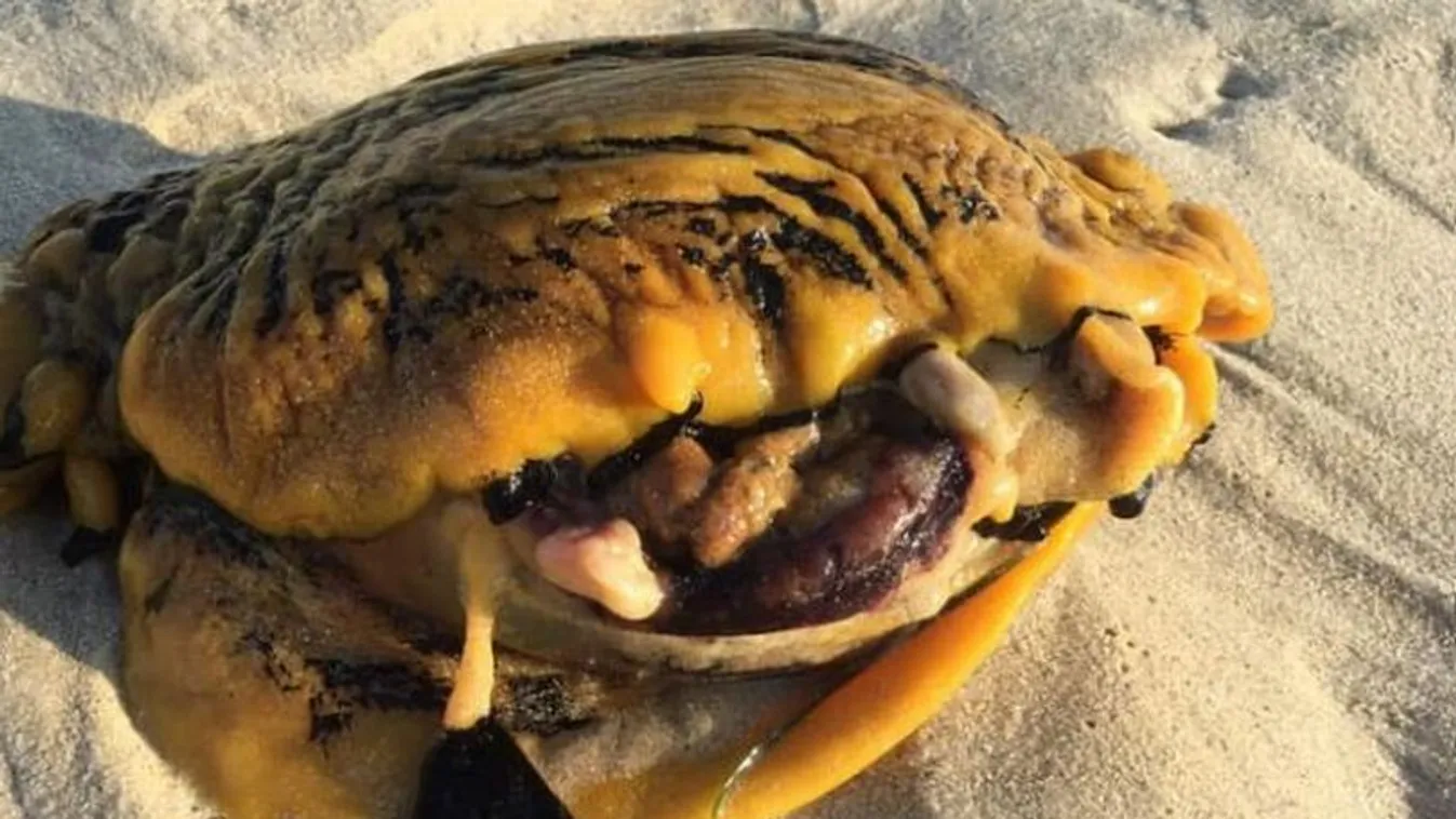 Elsápadtak a halászok: Szörnyű, mit mosott partra az ár - Fotó