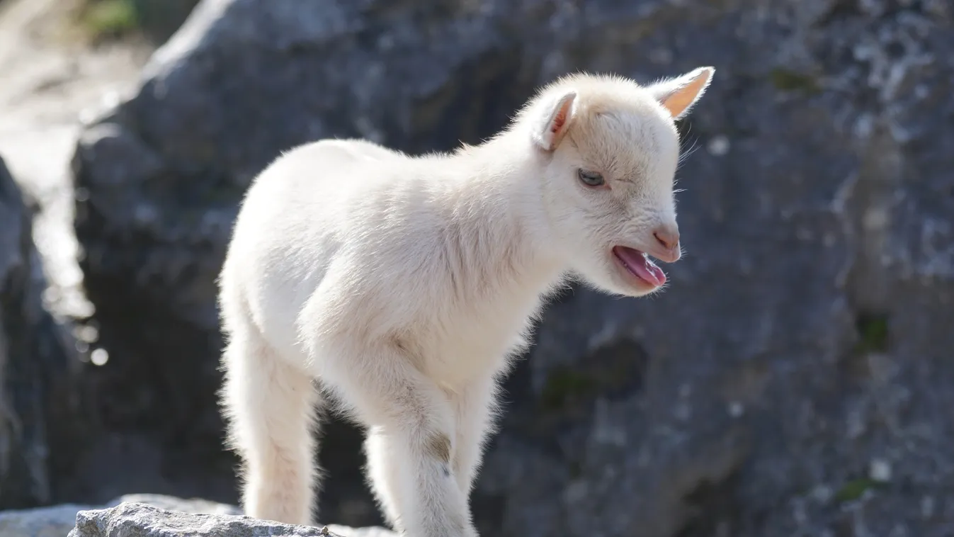 Síró gyermekhez riasztották a rendőröket, de ez őket is ledöbbentette