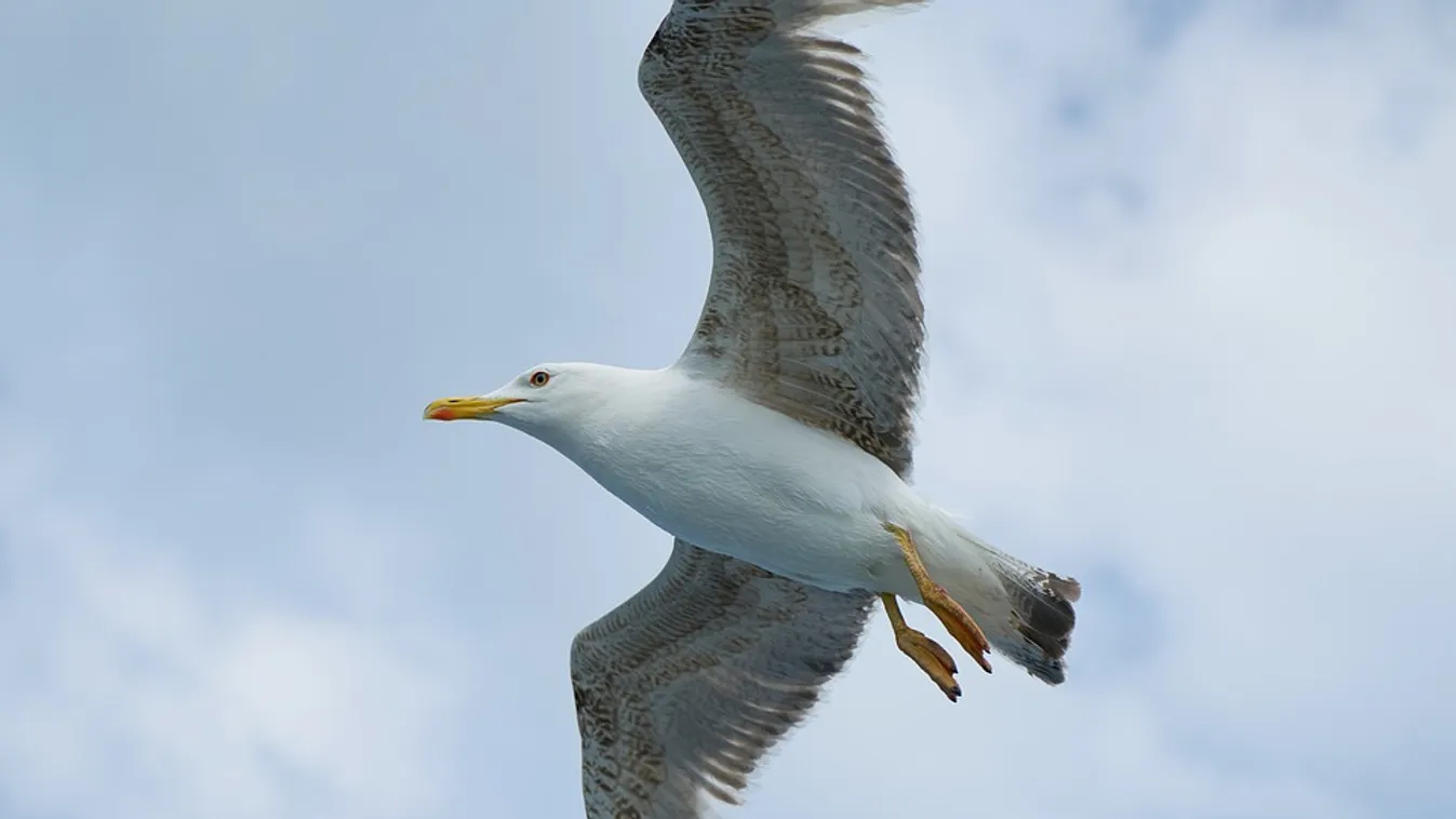 Durva: sirály fosztott ki egy magyar turistát Barcelonában