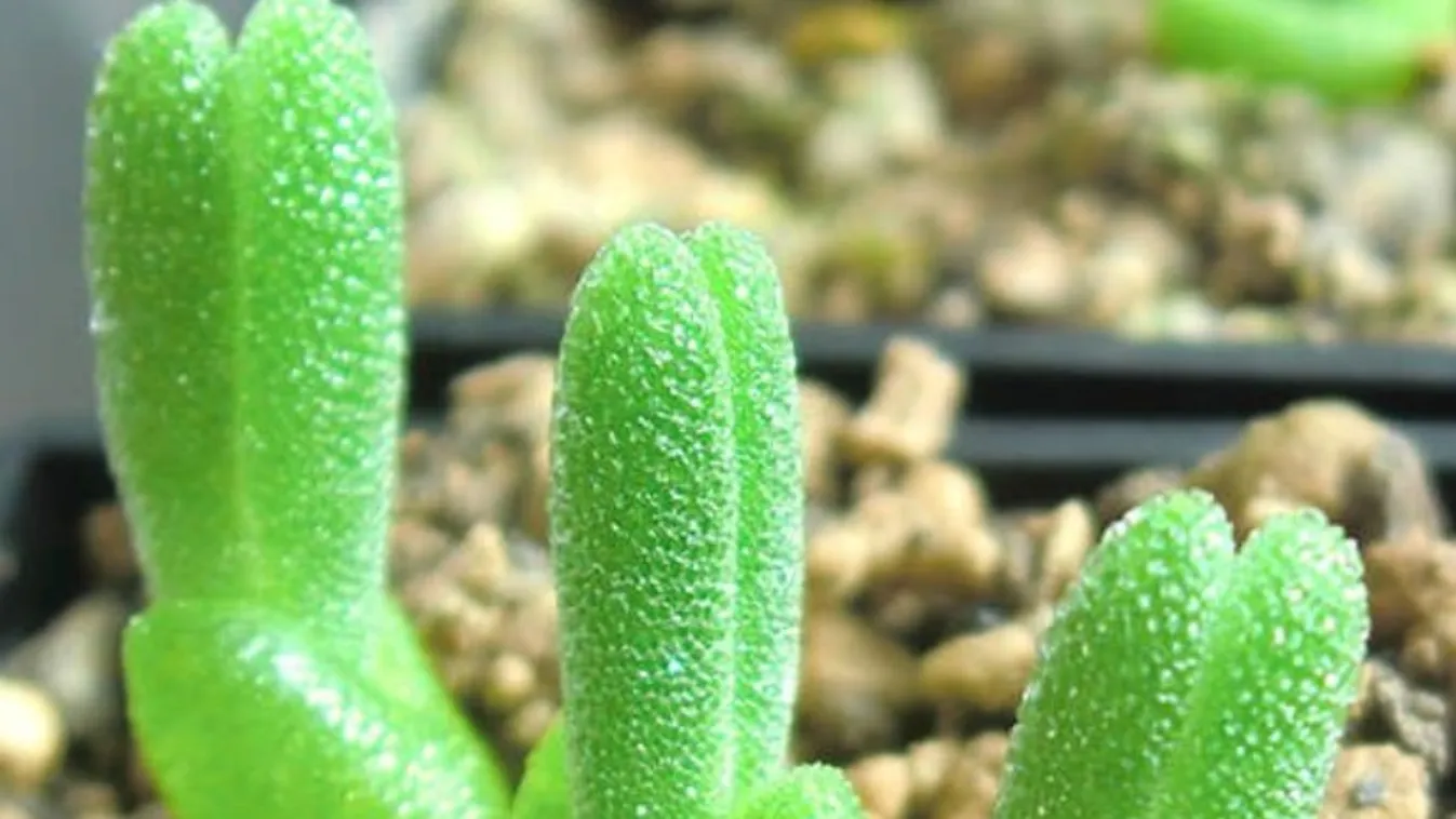 Élő, zöld nyuszikkal gyúrnak a japánok a húsvétra