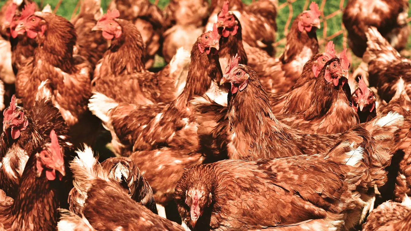 Ezért végeztette ki a saját kutyáját ez a magyar nő