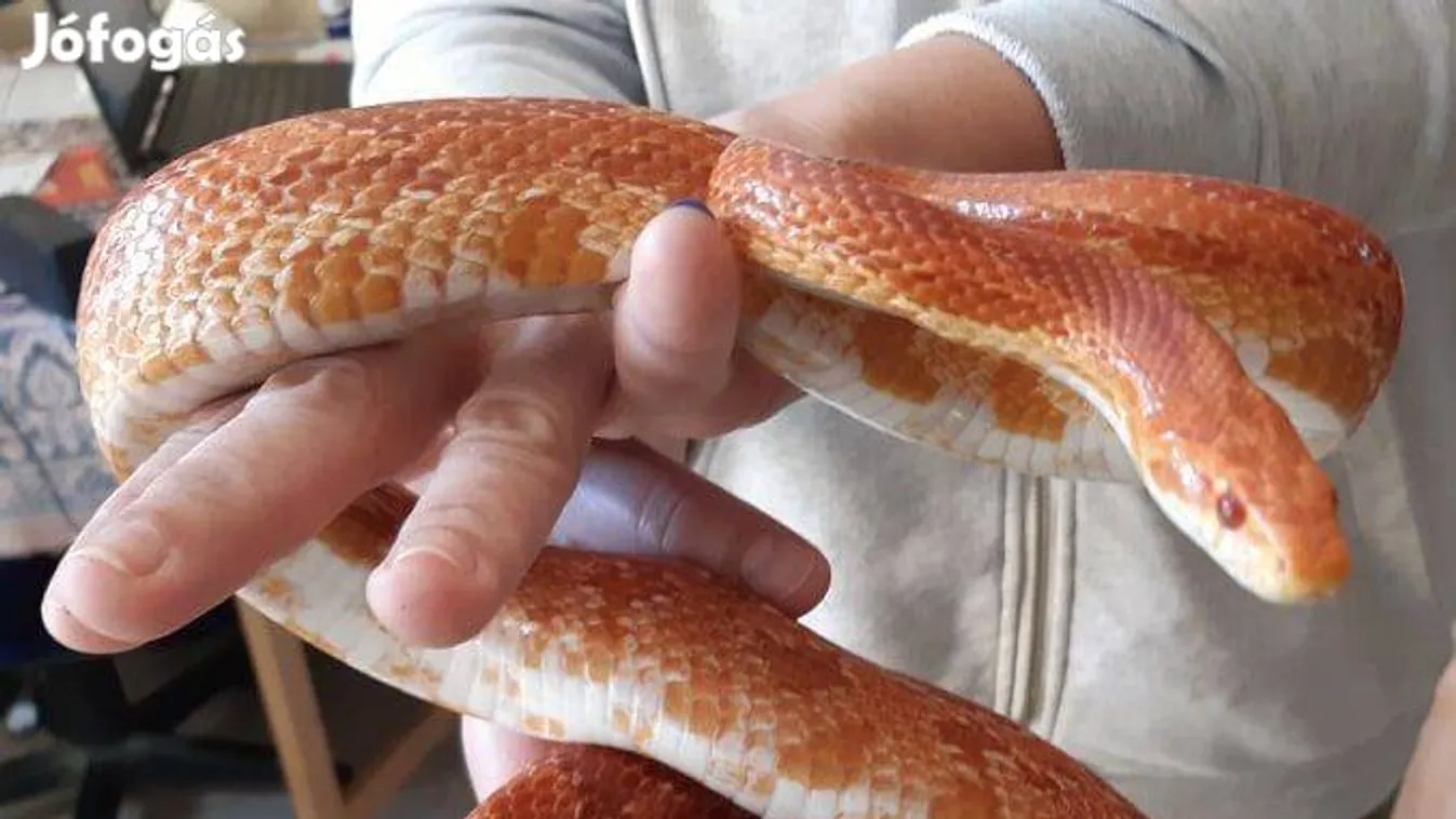 Egyedi ajánlat: ingyen kínálják a kígyót a magyar apróhirdetési portálon