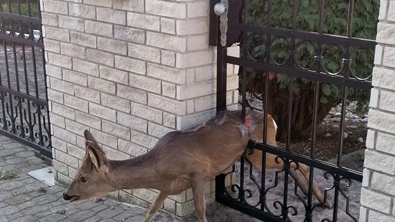 Kimentették a kis Bambit