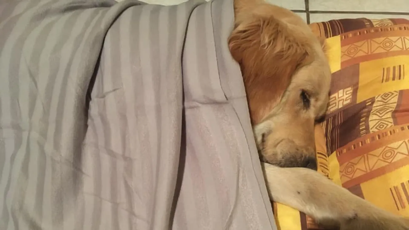 Így lett meg a mentőkutya tanonc műtétjének ára