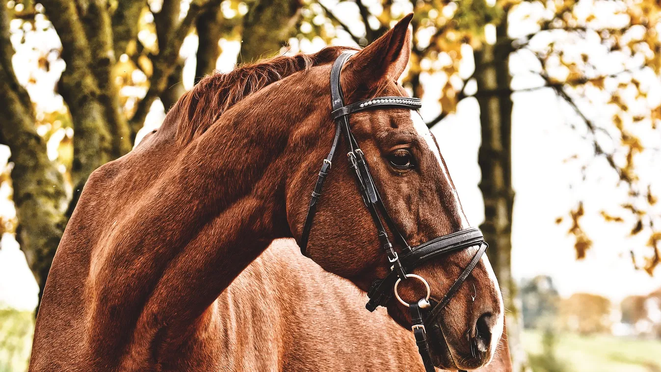 50 kilométert lovagolt egy férfi a kijárási tilalom alatt, hogy láthassa újszülött gyerekét