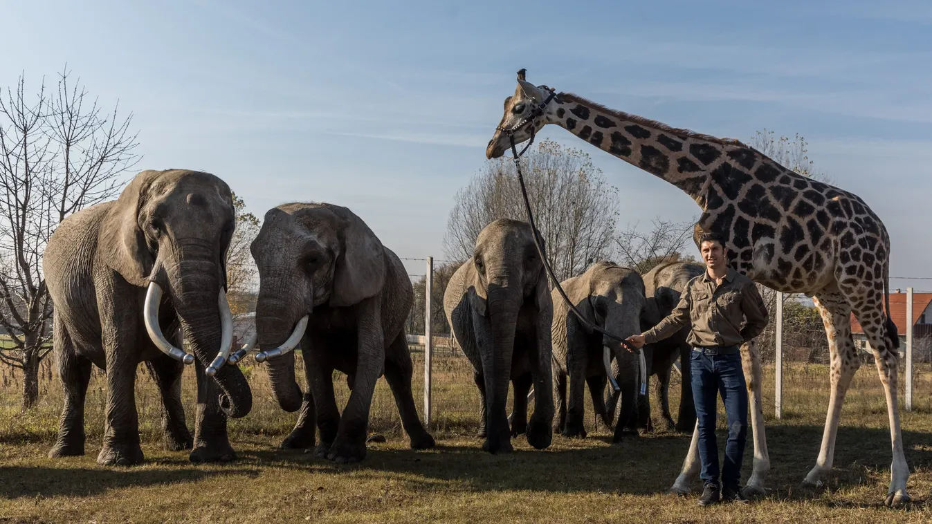 A Magyar Nemzeti Cirkusz mostantól a Facebookon szórakoztat