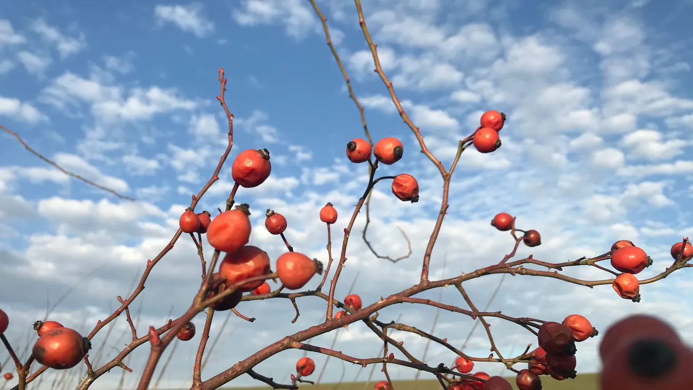 Országszerte ragyogó idő lesz a nemzeti ünnepünkön