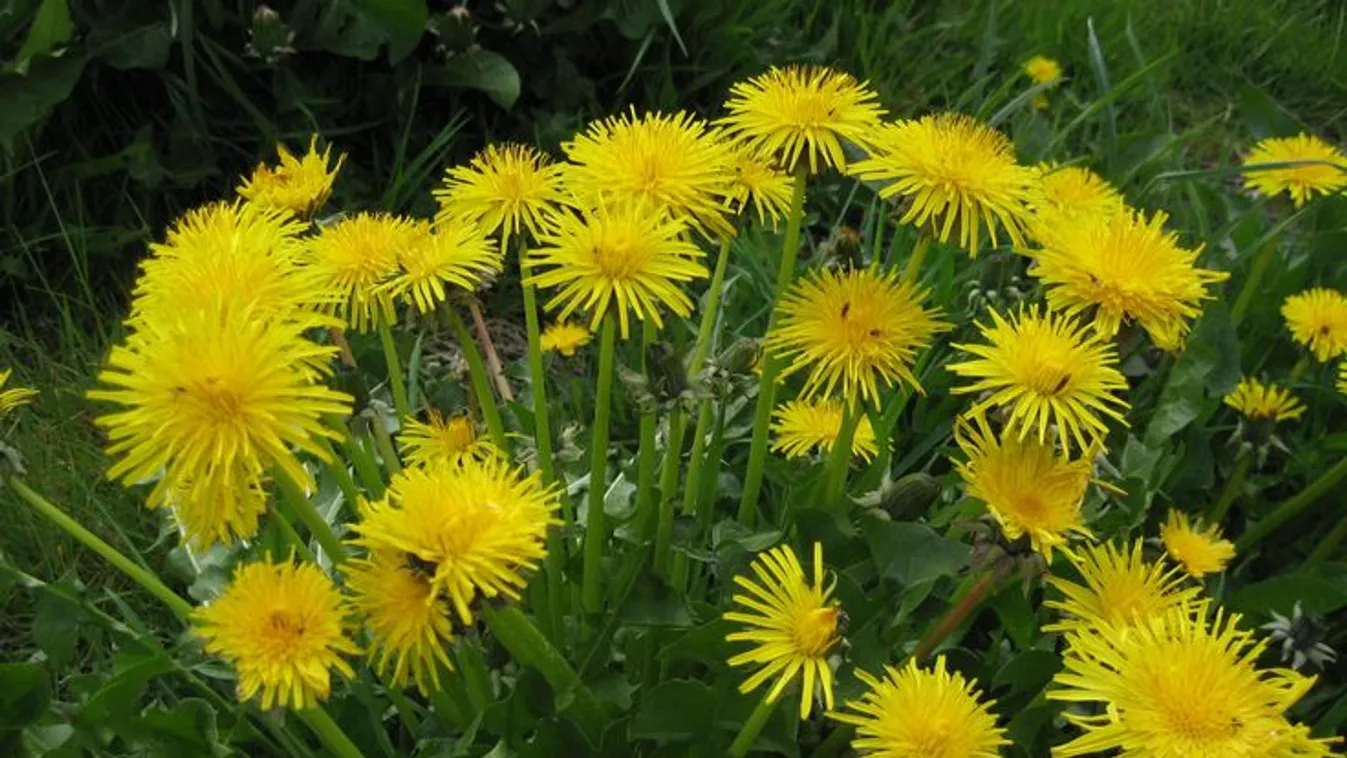 Ingyen adja a természet: készíts gyógyító pitypangmézet