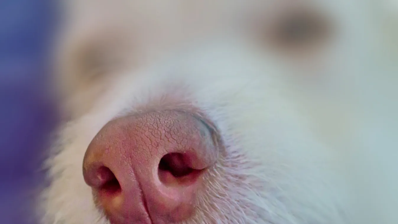 Koronavírus: kutyákkal kerestetnék meg a fertőzötteket