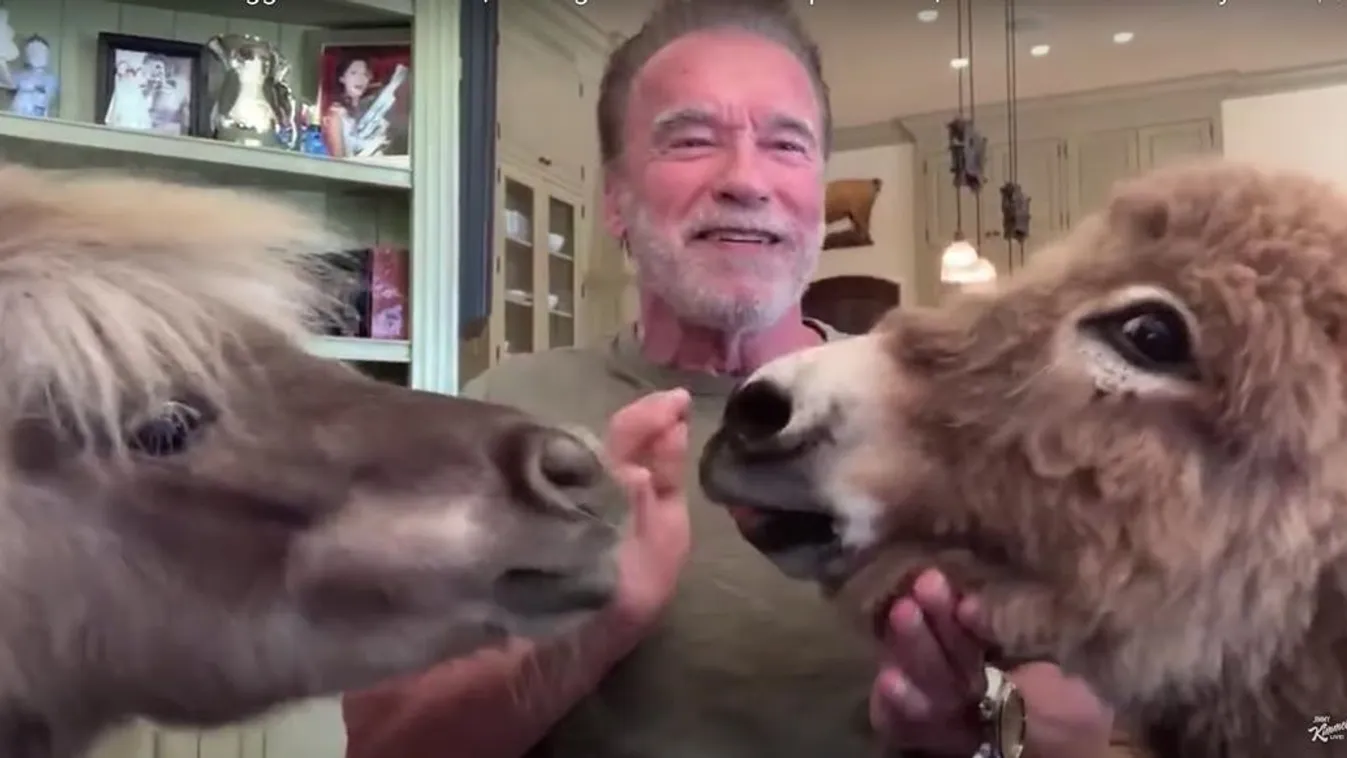 Schwarzenegger büszkén újságolta el, hogy a lova a konyha kőre csinált