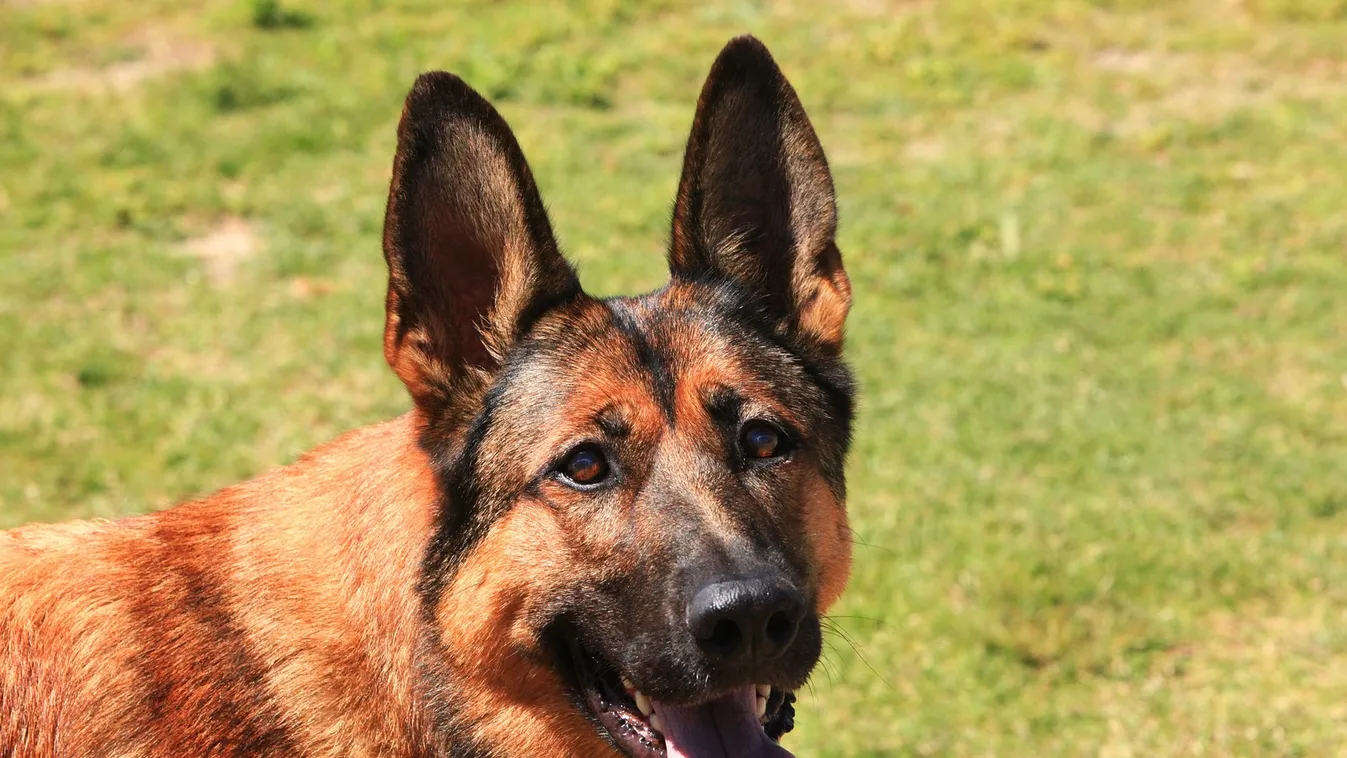 Felháborító: ellopták az éjjel-nappal dolgozó nővér kutyáját - videó