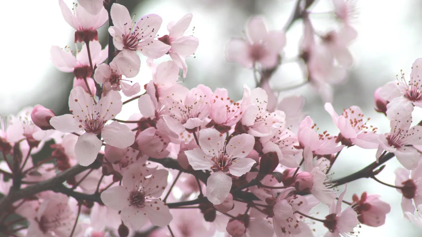 Hidegfront csap le az országra, hajnalban még fagyni fog