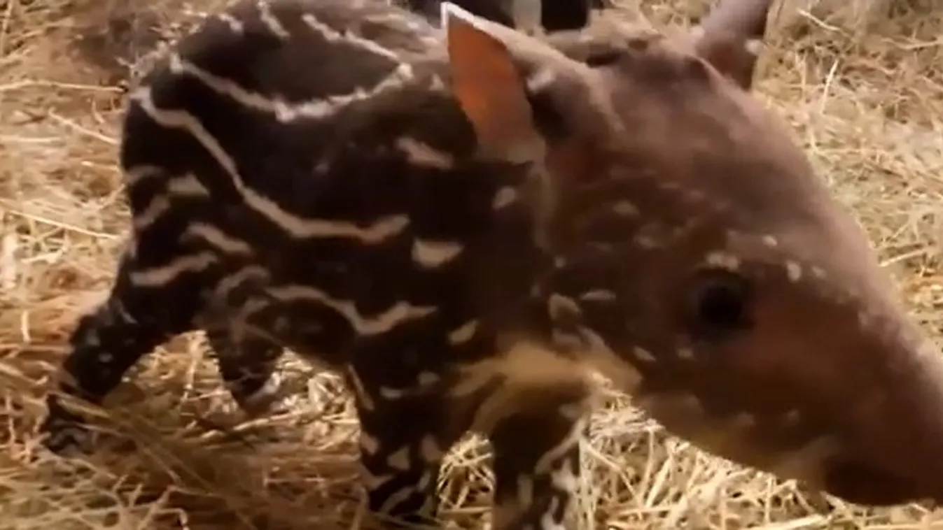 Kisfilmen mutatkozik be a néhány hetes kistapír az állatkertből - videó