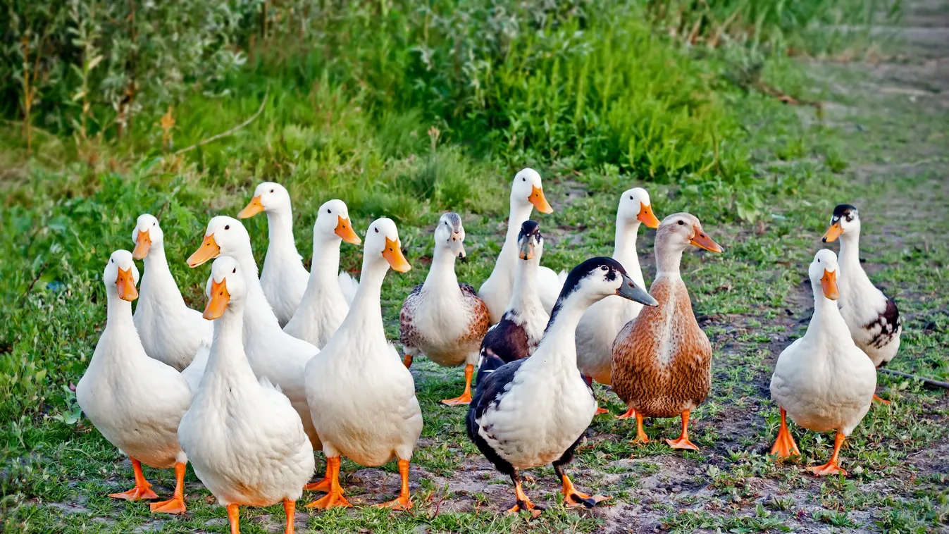 Újabb magyar megyében bukkant fel a madárinfluenza, így védekeznek