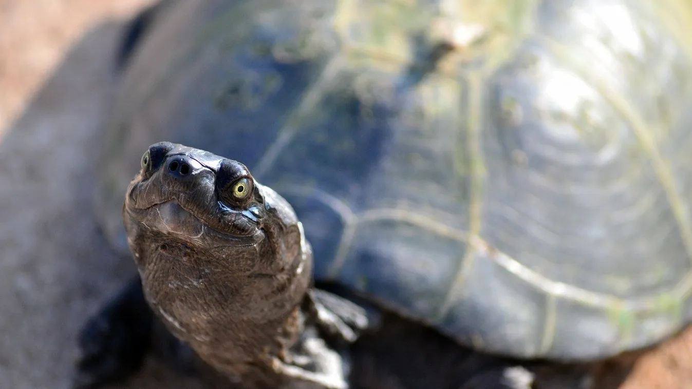A rendőrök is meglepődtek, miféle négylábút sétáltatott a nő a kijárási tilalom ellenére