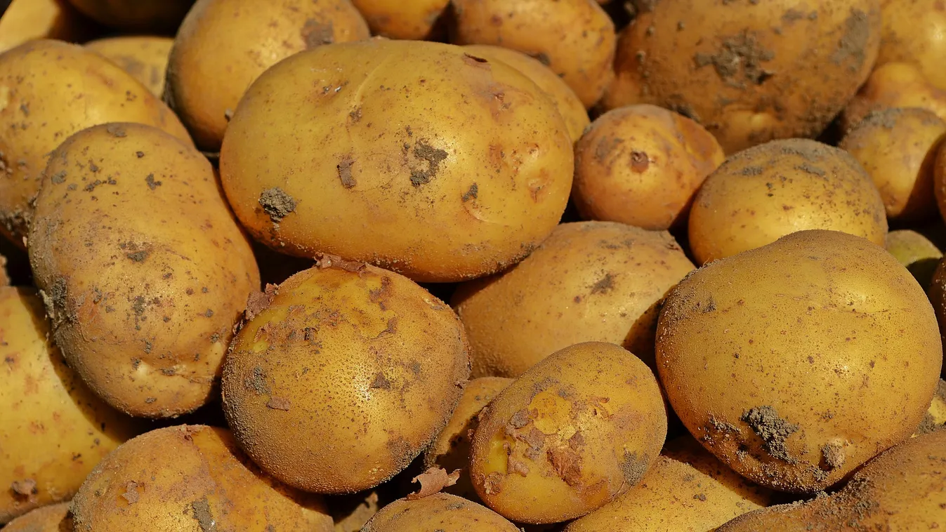 Fertőzött burgonya érkezett Magyarországra