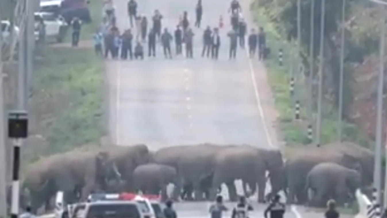 Elefántok vonulnak át a forgalmas úton-videó
