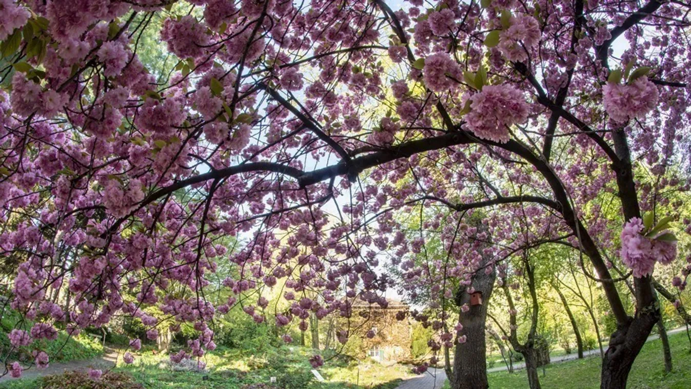 Újra kinyit a Füvészkert