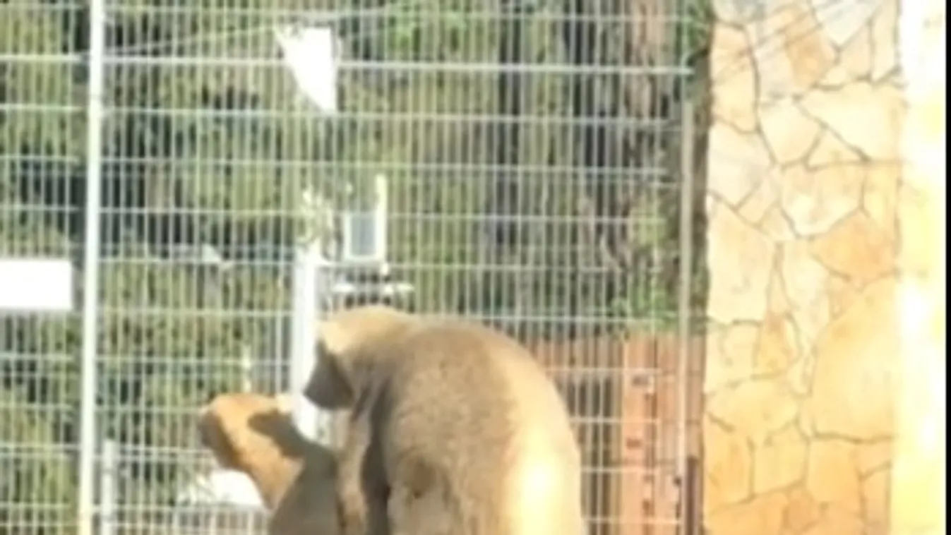 Nincs látogató, senki sem zavarja a medvéket!