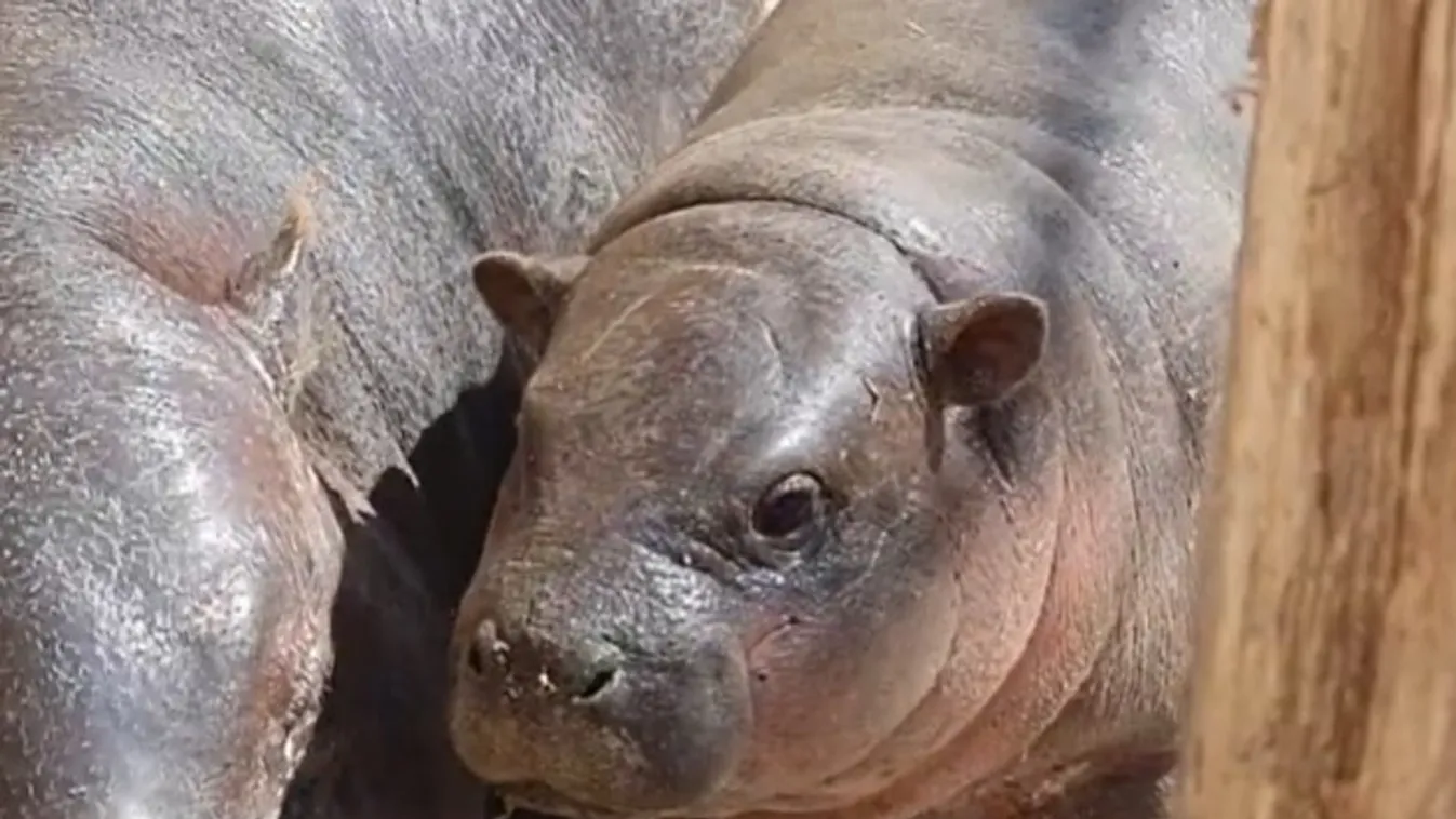 Így vette birtokba a kifutót a törpevíziló-kölyök a vadasparkban - videó