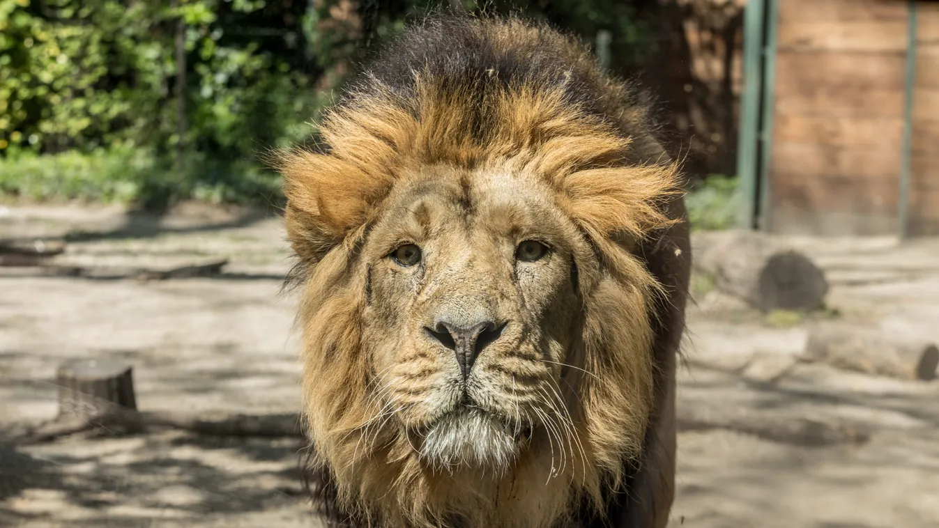 Állati ötlettel rukkolt elő a koronavírus idején Fővárosi Állat- és Növénykert