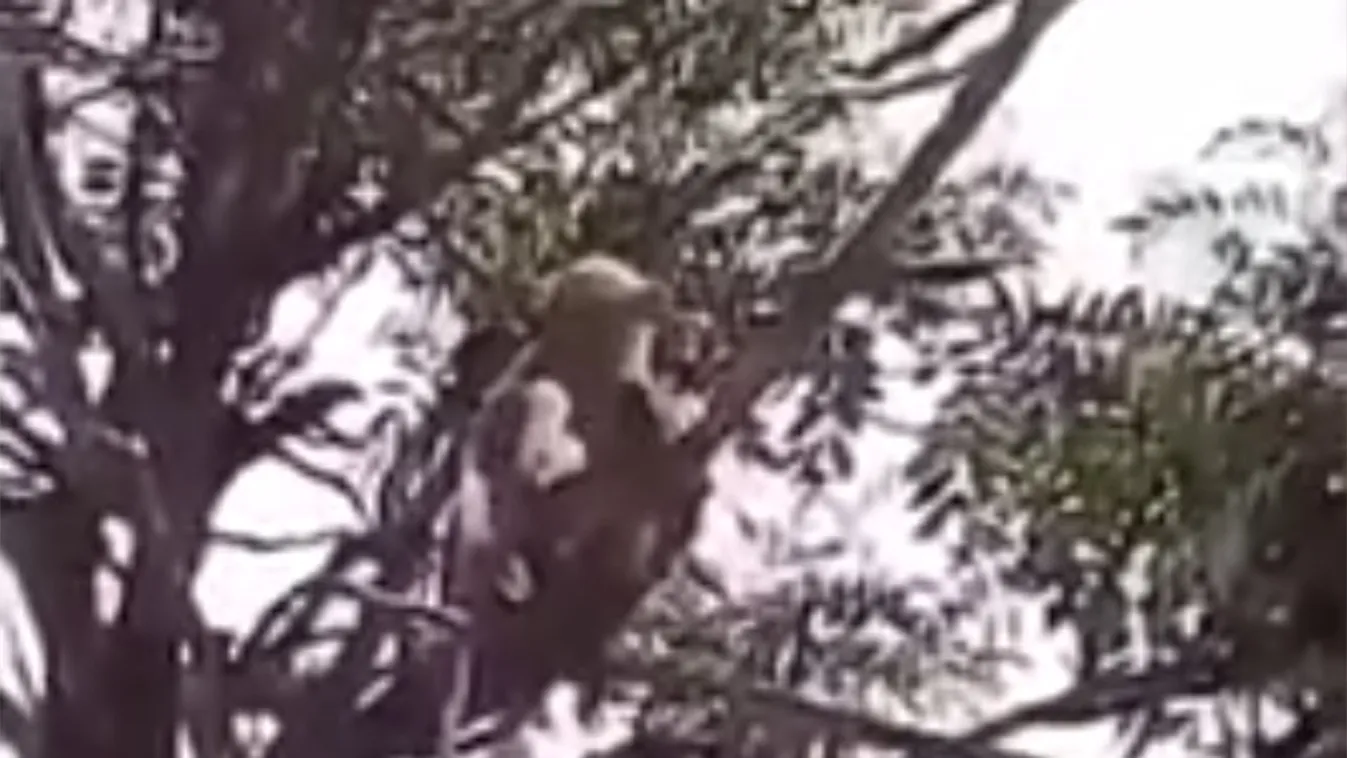 Döbbenet: vérmintákért támadtak rá egy egészségügyi dolgozóra  -videó