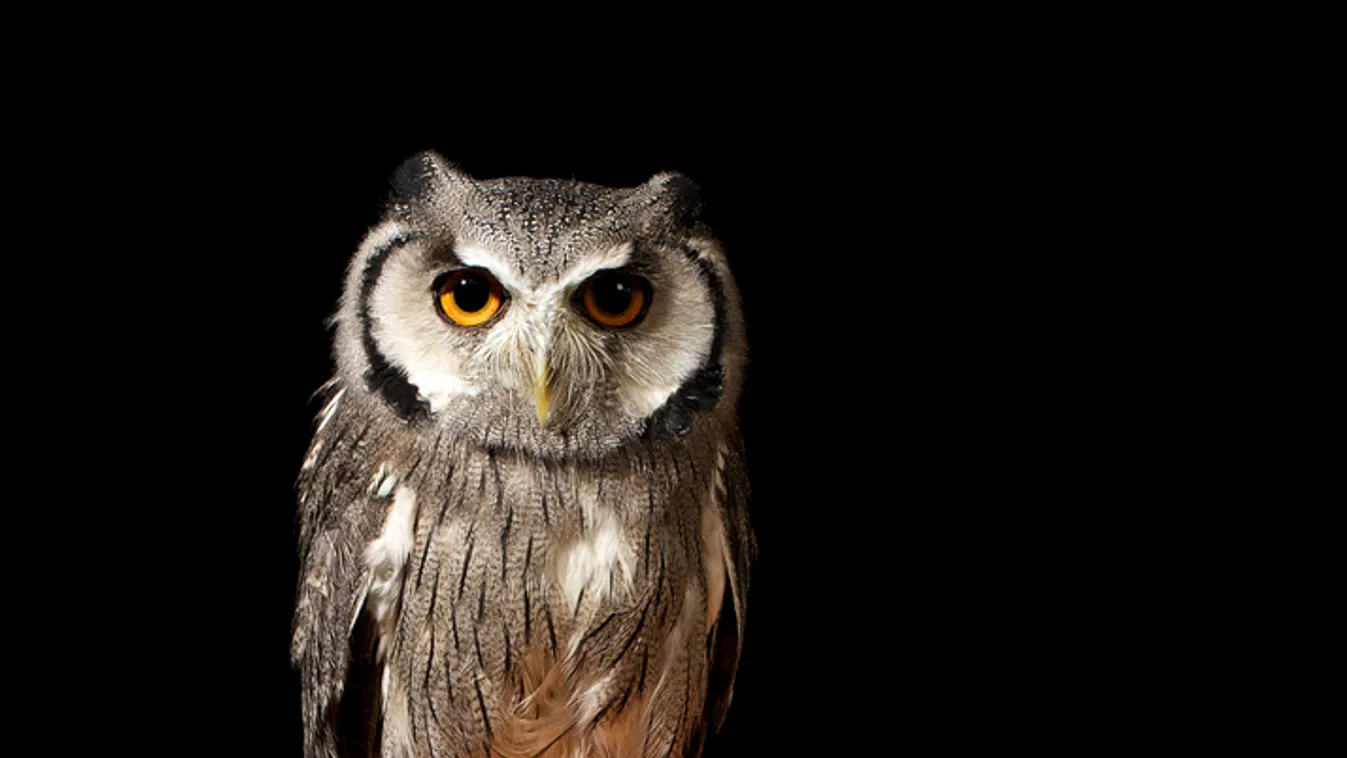 Brutálisan bántalmazták az év madarát - videó
