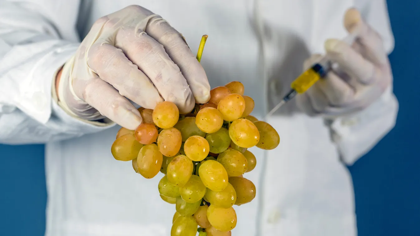 Tokaji szőlőből is készül koronavírus elleni szer