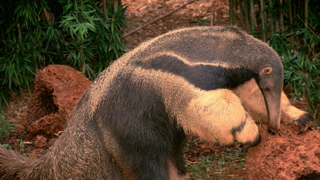 Kiderült, milyen rejtélyes gyilkos kaszabolta a férfiakat az éjszaka közepén