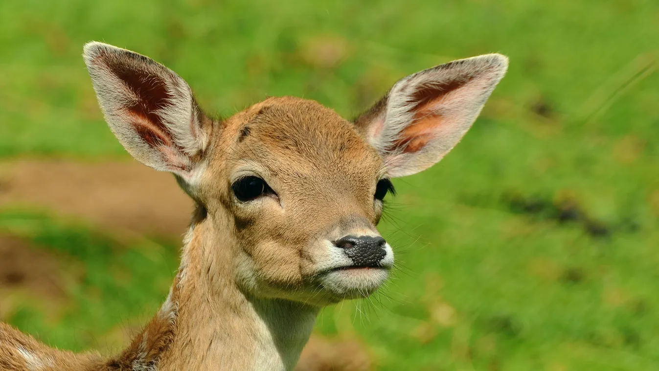Kerítésbe ragadt őzet mentettek a tűzoltók