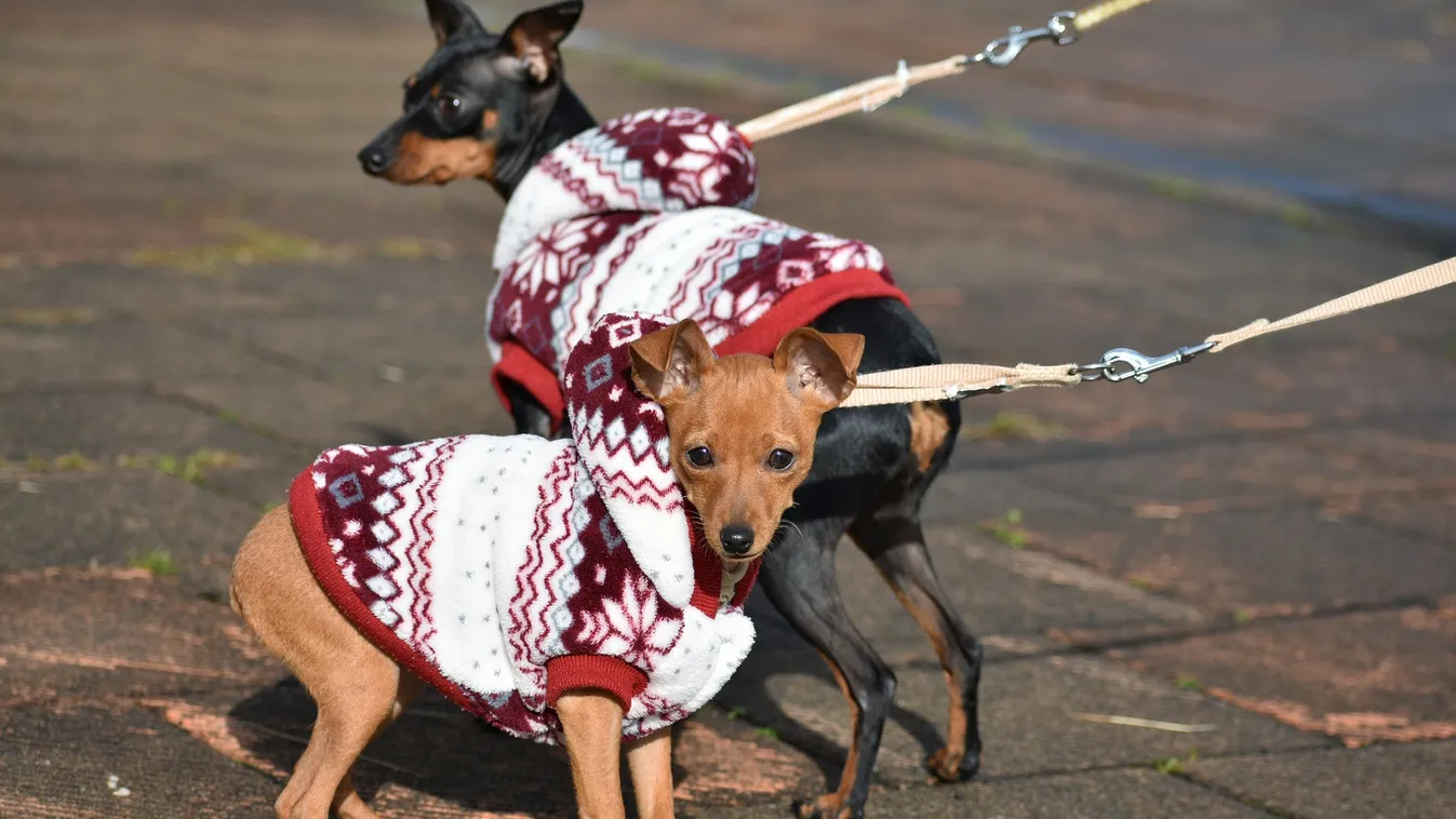 Majdnem lecsúszott a lottónyereményéről, mert kutyát sétáltatott
