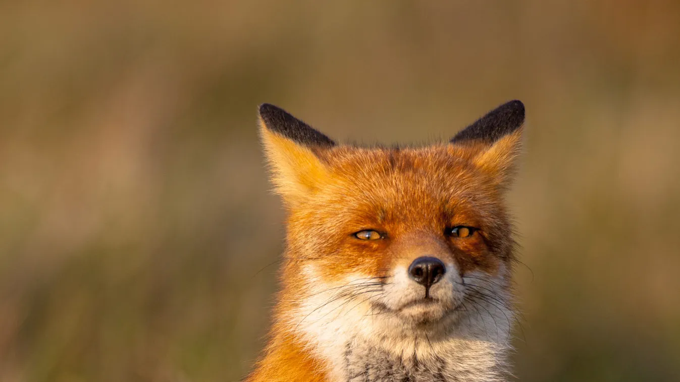 Így mentette meg a sérült rókát a buszvezető