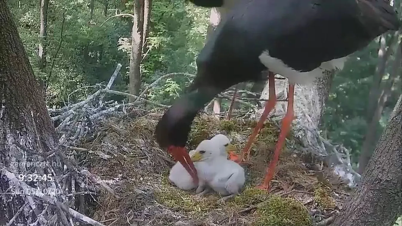 Horror a gemenci fekete gólyák bekamerázott fészkében