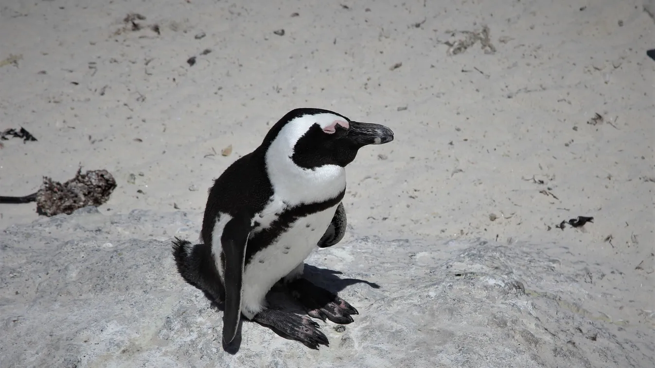 Übercuki pápaszemes pingvinbébit mutatott be a debreceni állatkert -fotók