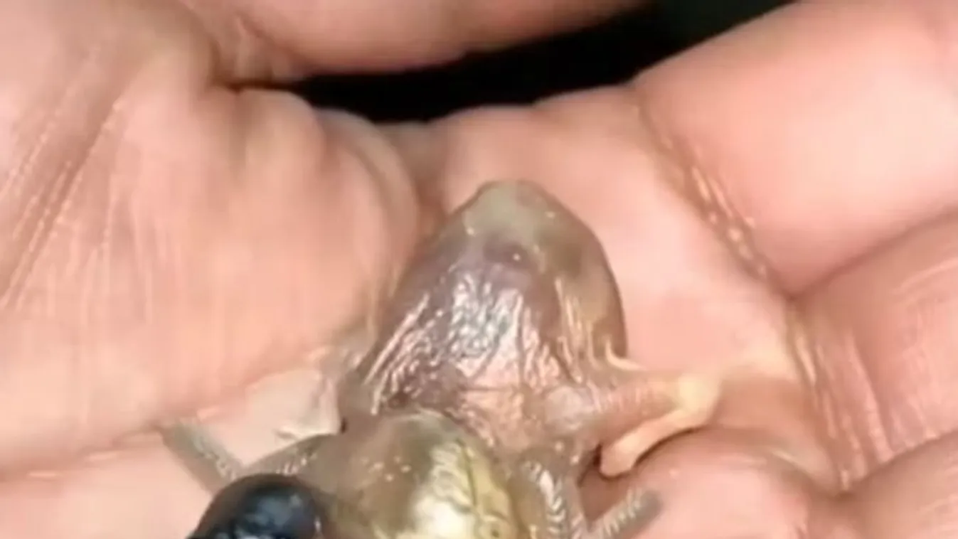 Elsápadtak a tévénézők: szörnyű lényt talált egy férfi - videó