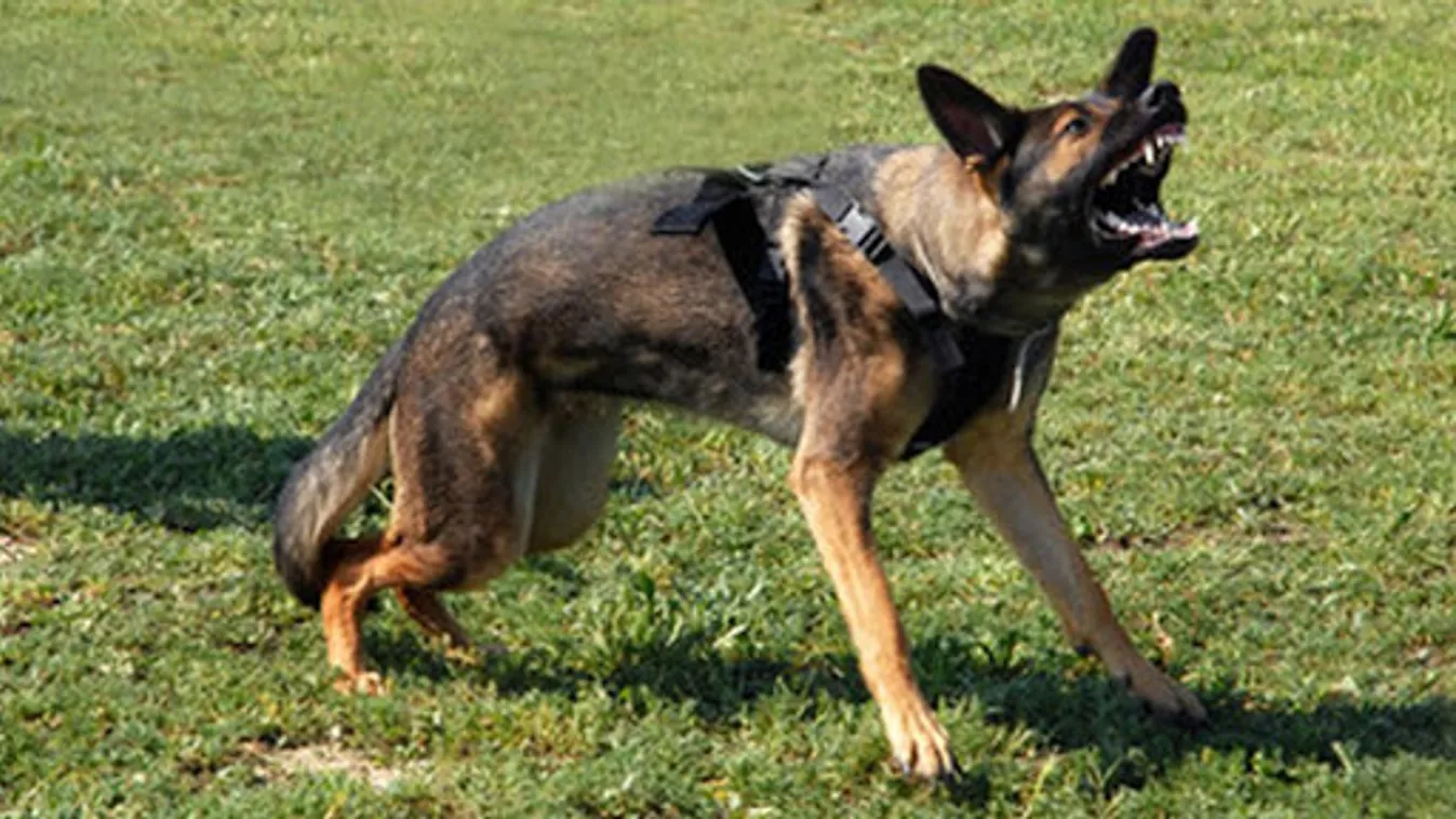 Kutyáját uszította a rendőrökre egy szabolcsi férfi