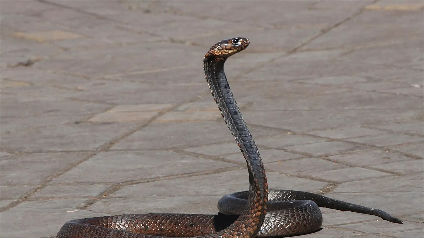 Kobra fenyegetett egy nagymamát, hihetetlen mi lett a vége- videó!